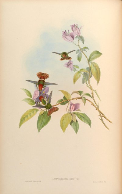 Lophornis gouldii - John Gould